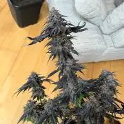 Mixed Sensi Breeding grounds seeds