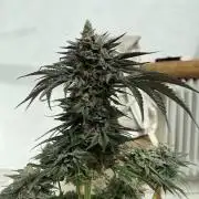 NYC Diesel & Paileys - GrowGenieGenetics