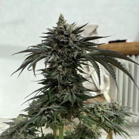 NYC Diesel & Paileys - GrowGenieGenetics