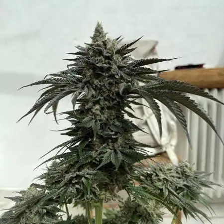 NYC Diesel & Paileys - GrowGenieGenetics