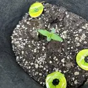 TangieBananaBytes: Indoor Grow Diary