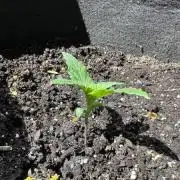 CDNutz Chronicles: Olympic Forest Unk,