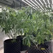 Relentless Genetics - Caked up candy