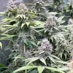 Apple Crumble (Nasha Genetics)