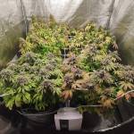 Barney's Farm run: W. zkittles and Cakes
