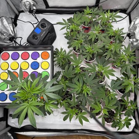 SubZero #12 (GMSL Cut)