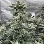Animal Tsunami (JB Breeders Cut)