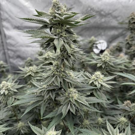 Animal Tsunami (JB Breeders Cut)