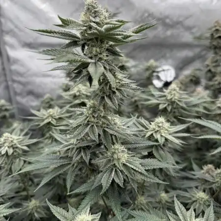 Animal Tsunami (JB Breeders Cut)