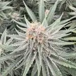 SubZero #12 (GMSL Cut)