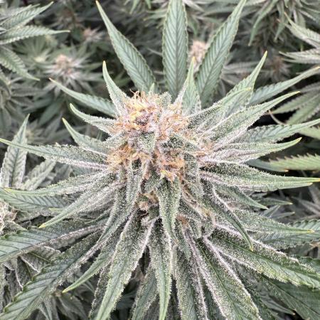 SubZero #12 (GMSL Cut)