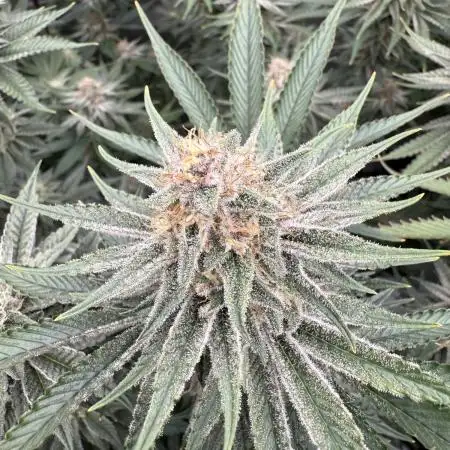 SubZero #12 (GMSL Cut)