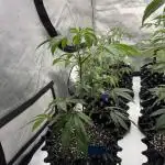Blue Nerdz (SherbMoney cut)