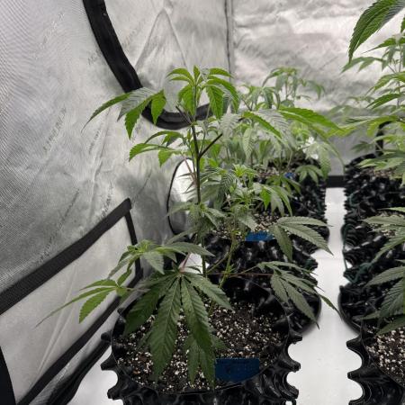 Blue Nerdz (SherbMoney cut)