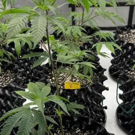 Animal Tsunami (JB Breeders Cut)