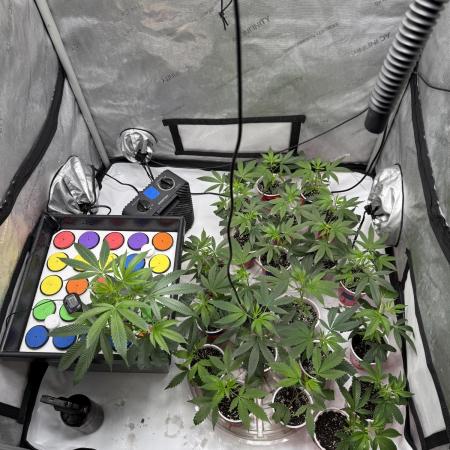 Animal Tsunami (JB Breeders Cut)