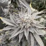 Blue Nerdz (SherbMoney cut)