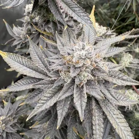 Blue Nerdz (SherbMoney cut)