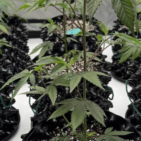 SubZero #12 (GMSL Cut)