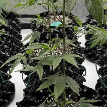 SubZero #12 (GMSL Cut)