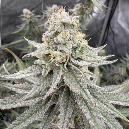 Tricho Jordan #23 (Beleaf Cut)