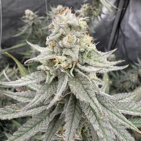Tricho Jordan #23 (Beleaf Cut)