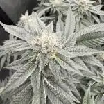 Blue Nerdz (SherbMoney cut)