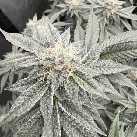 Blue Nerdz (SherbMoney cut)