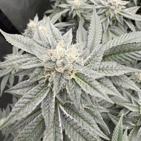 Blue Nerdz (SherbMoney cut)