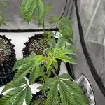 Tricho Jordan #23 (Beleaf Cut)