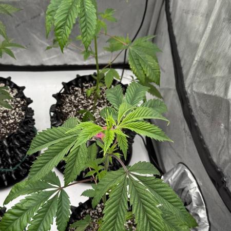 Tricho Jordan #23 (Beleaf Cut)