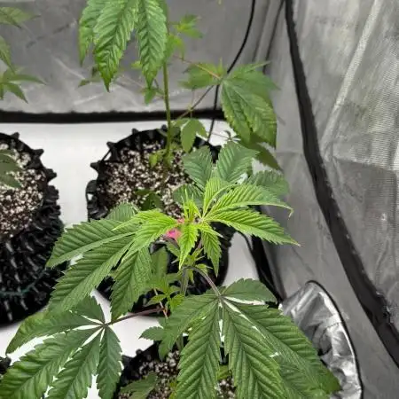 Tricho Jordan #23 (Beleaf Cut)