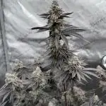 Animal Tsunami (JB Breeders Cut)