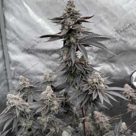 Animal Tsunami (JB Breeders Cut)