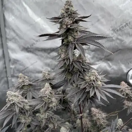 Animal Tsunami (JB Breeders Cut)