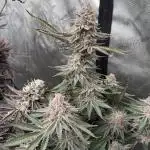 SubZero #12 (GMSL Cut)