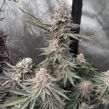 SubZero #12 (GMSL Cut)
