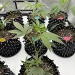 SubZero #12 (GMSL Cut)