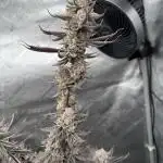 Tricho Jordan #23 (Beleaf Cut)