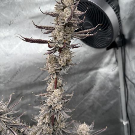 Tricho Jordan #23 (Beleaf Cut)