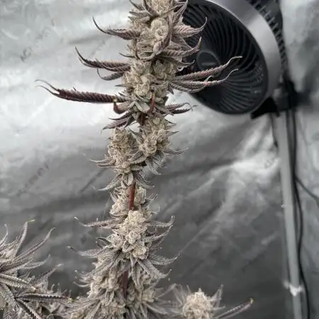 Tricho Jordan #23 (Beleaf Cut)