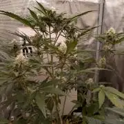 Living Soil Mendo Frost