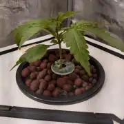 DWC Mendo Frost
