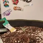 Guava Sundae Living Soil