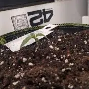 Living Soil Mendo Frost