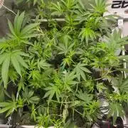 Living Soil Z42 FastBuds