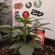 Guava Sundae Living Soil