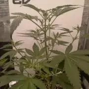 Living Soil Mendo Frost