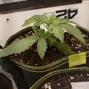 Living Soil Mendo Frost