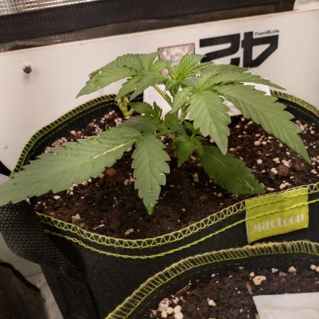 Living Soil Mendo Frost